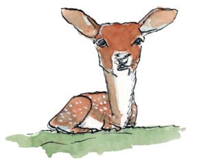 Deer, Jan Visser Zoo Foundation